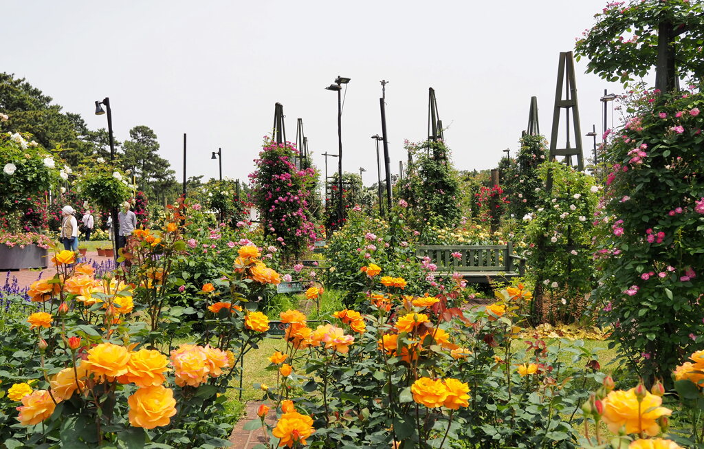 浜寺公園ばら庭園