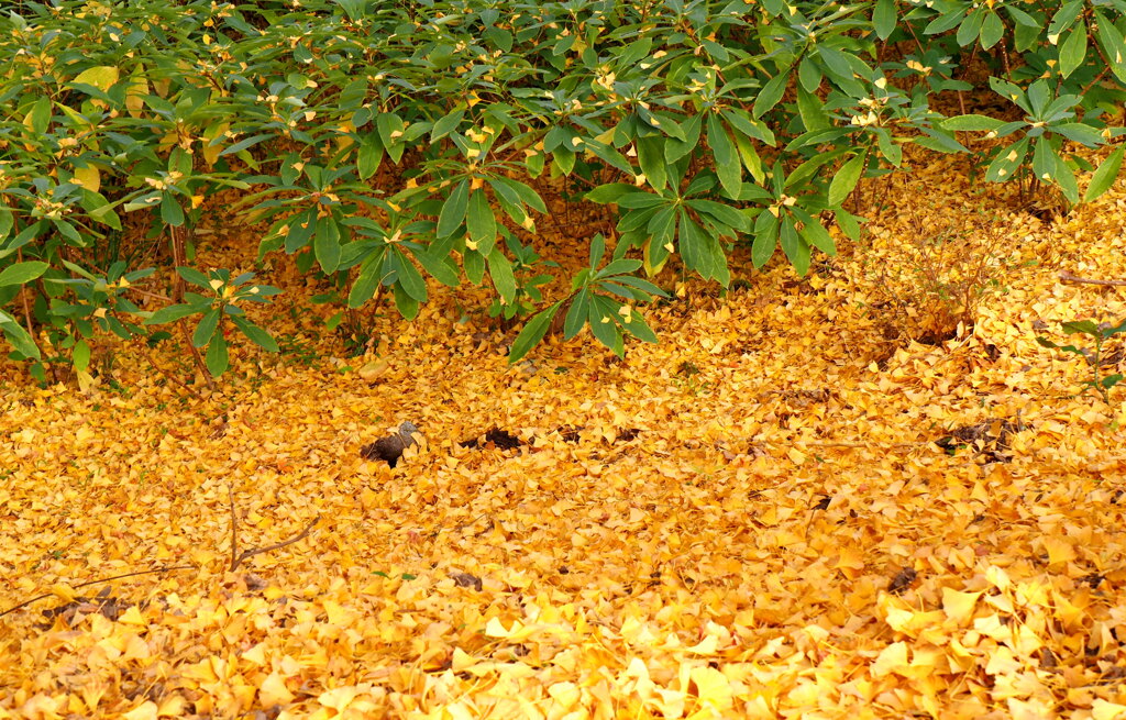 銀杏の絨毯♪