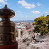 紀三井寺満開♪①