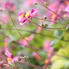 秋明菊２