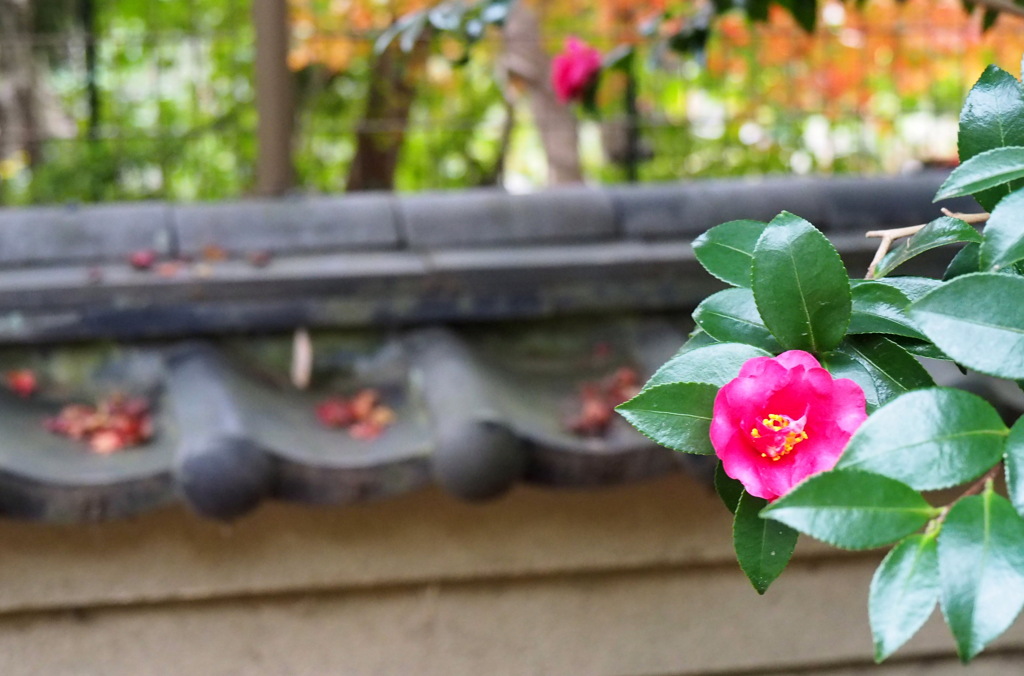 山茶花
