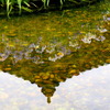 水面に咲く♪②