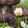 境内の蓮