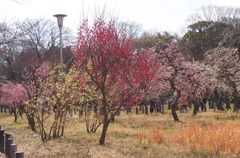 大阪城公園梅林⑤