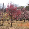 大阪城公園梅林⑤