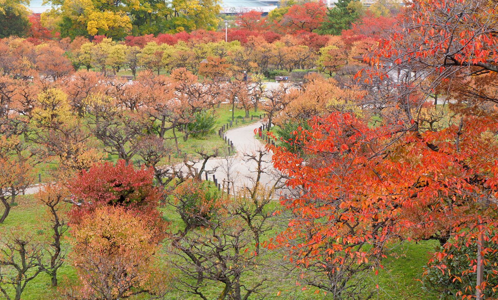 大阪城公園紅葉①