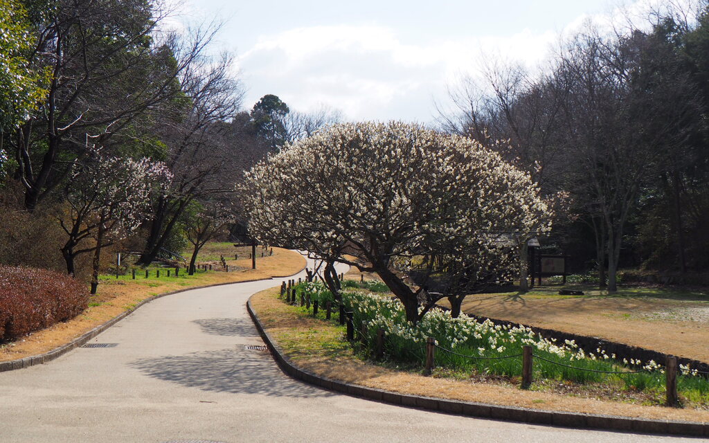 公園の春