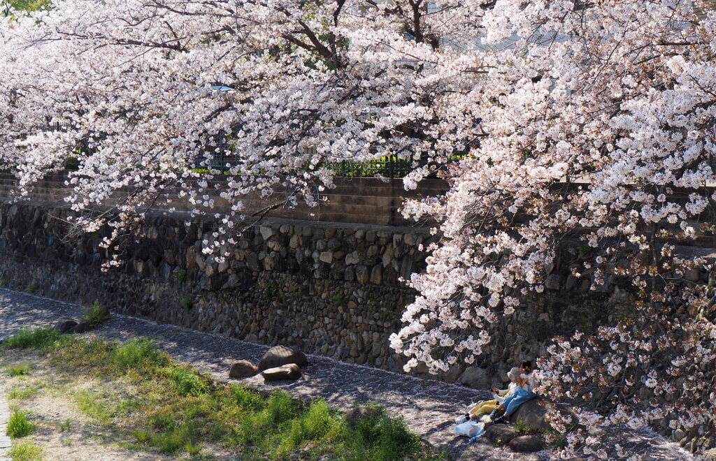 桜の下で