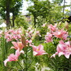 花とコテージ④