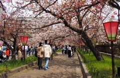 造幣局桜の局通り抜け