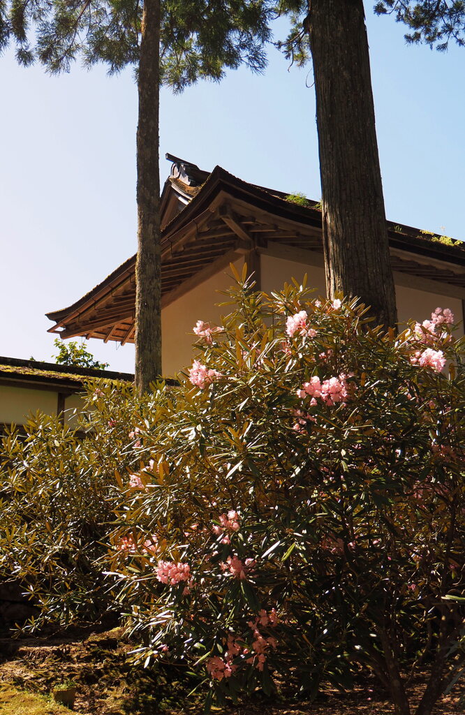 金剛峯寺の石楠花②