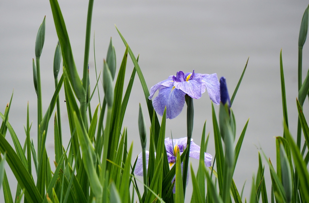 花菖蒲咲き始めて