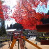 園児と紅葉①