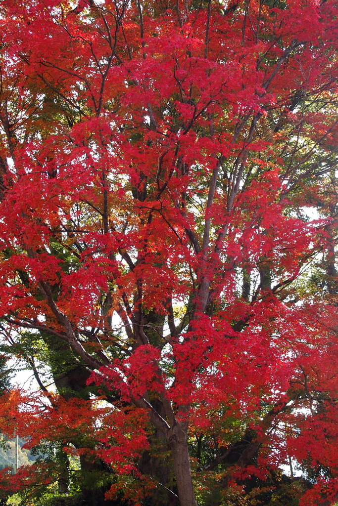 真っ赤に染めて