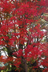 真っ赤に染めて