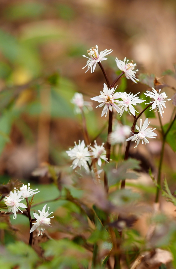 セリバオウレン