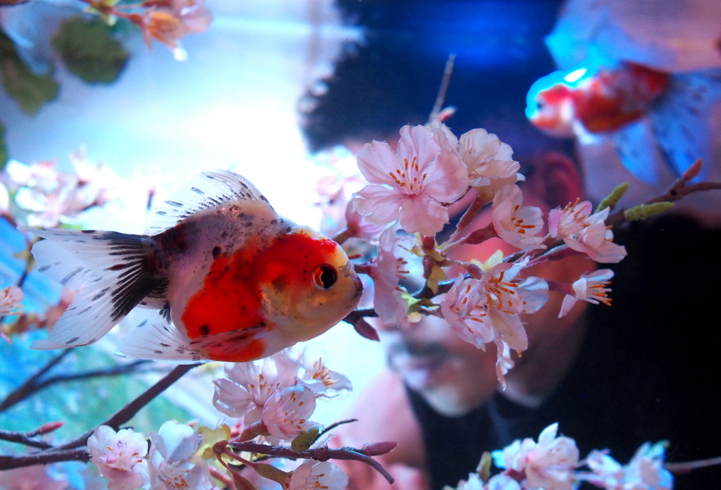 花と金魚