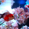 花と金魚