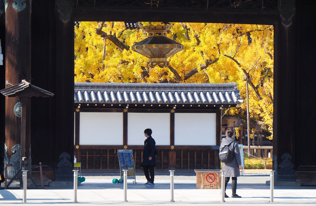 西本願寺の大銀杏③