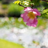 水辺で