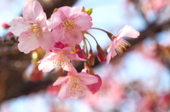 河津桜