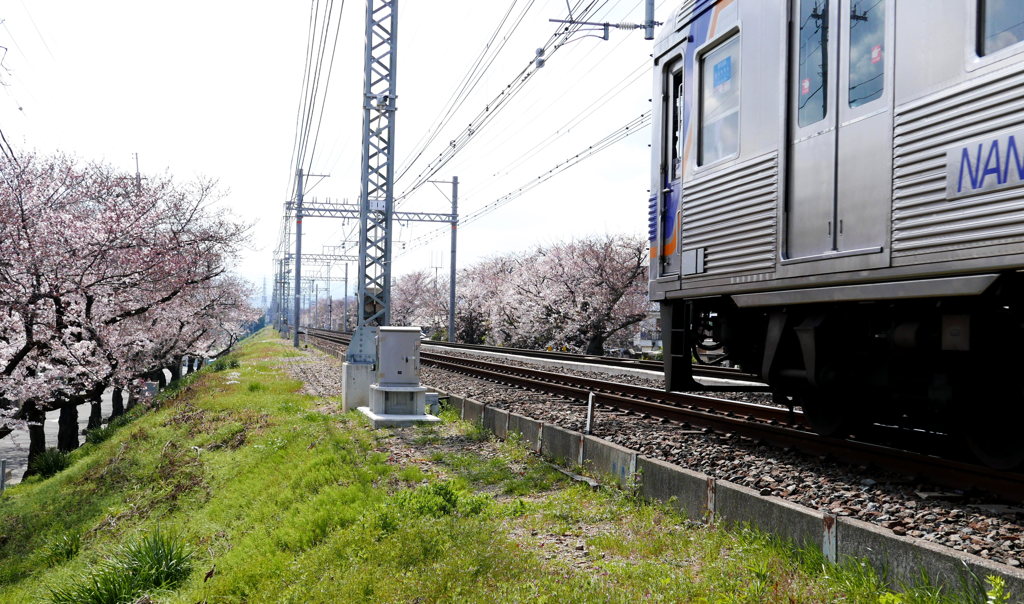 桜並木と電車