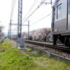 桜並木と電車