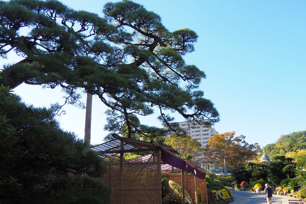 相楽園