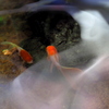 スモークの中の金魚２