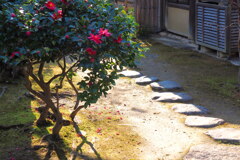 山茶花③