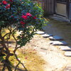 山茶花③