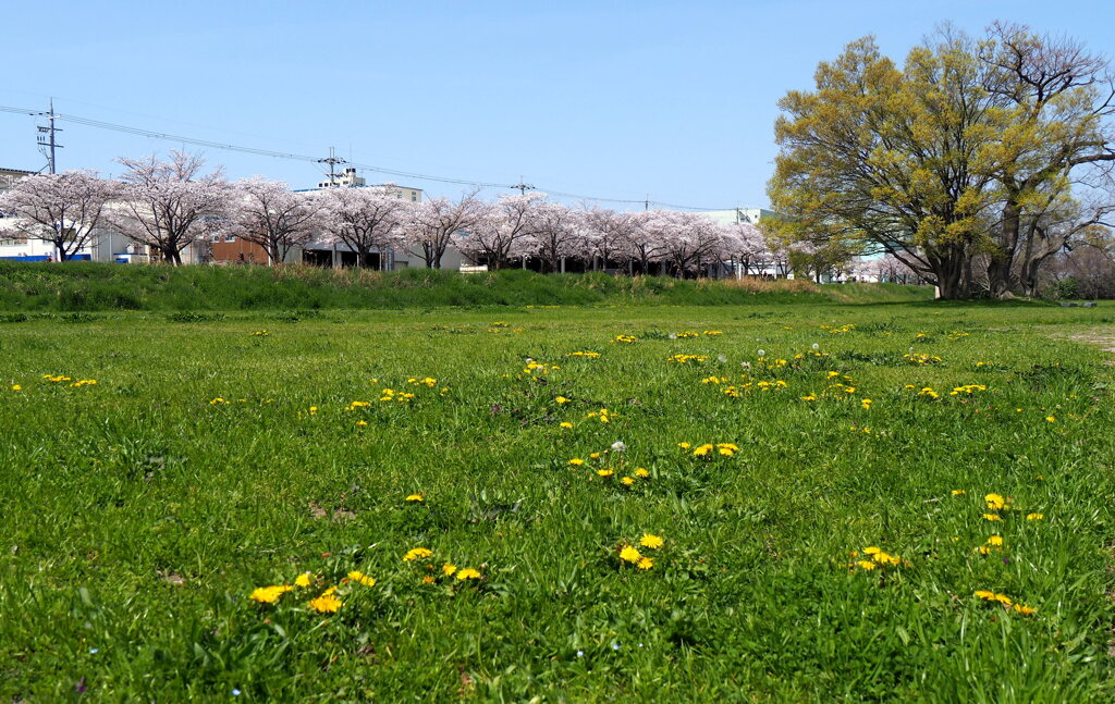 河川敷 の春 1