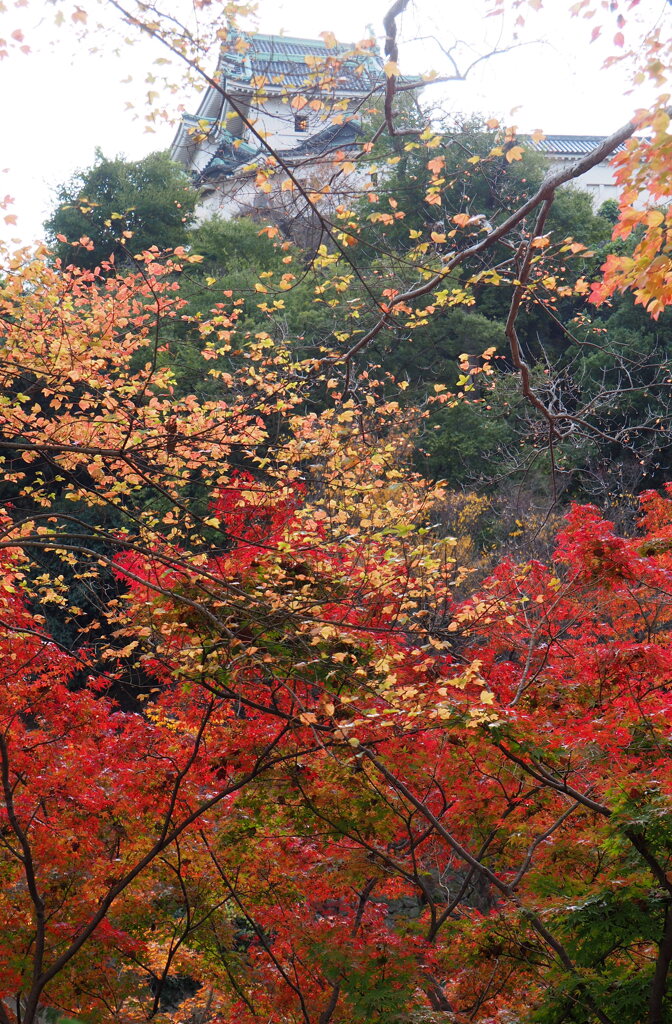 錦秋の和歌山城１