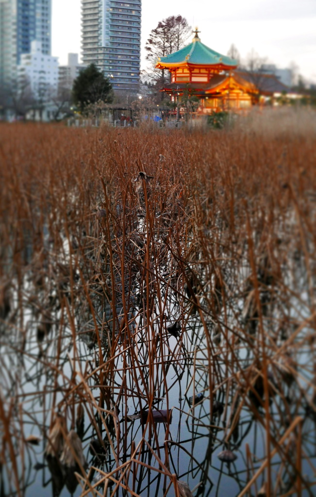 夕陽を受けて