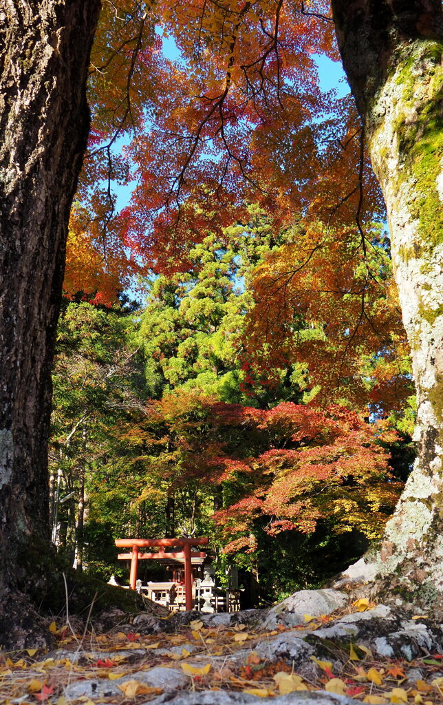 鳥居を覗いて