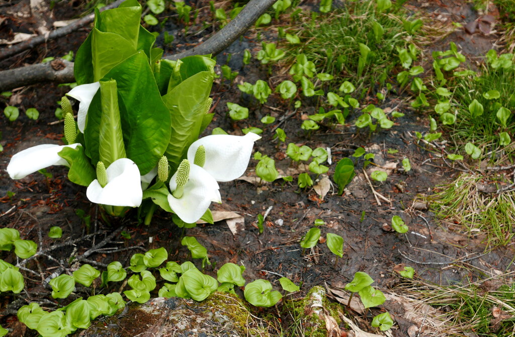 水芭蕉