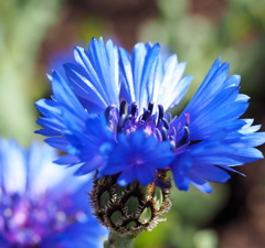 青い花  2