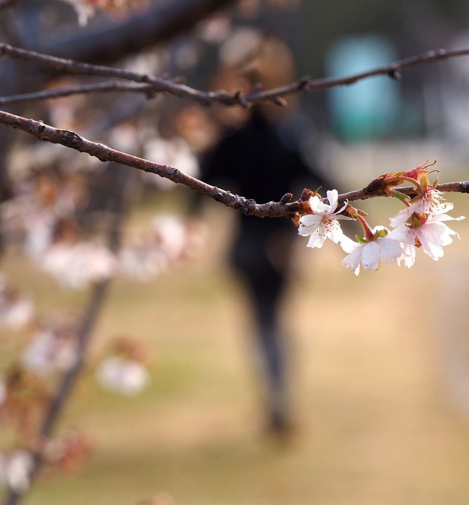 ジュウガツザクラ②