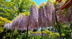 神社の藤棚②