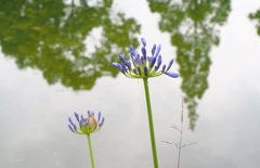 ロッジ舞洲の花たち①