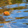 落ち葉と池面