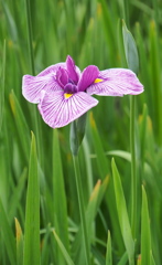 ひとり花菖蒲