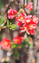 木瓜