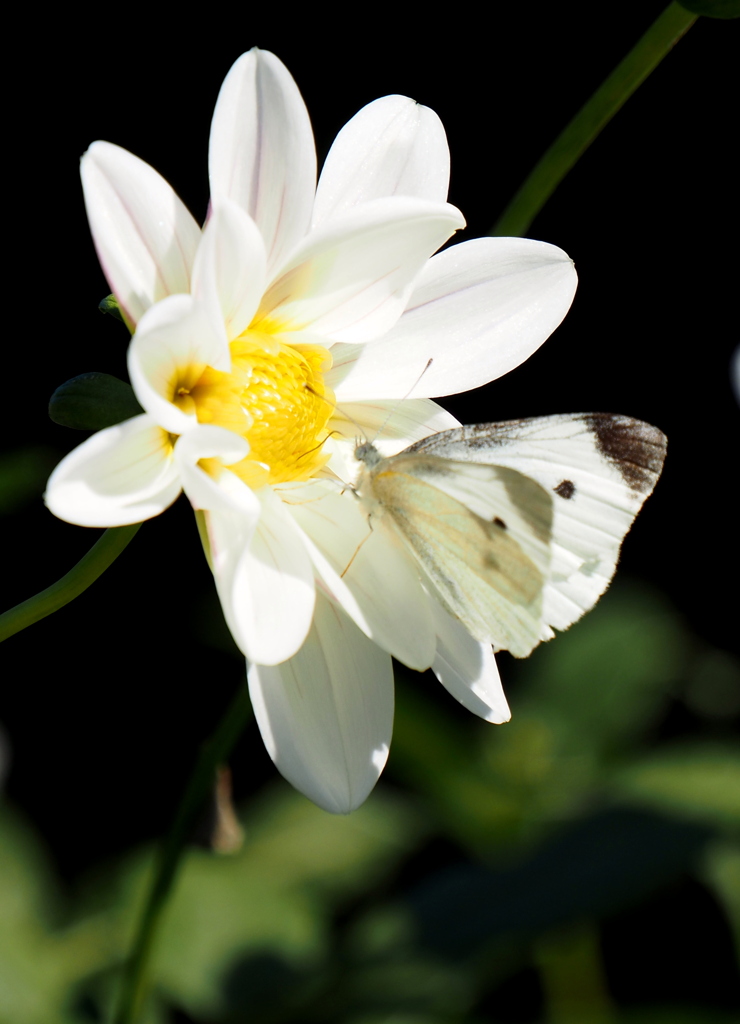 溶け込むように♪