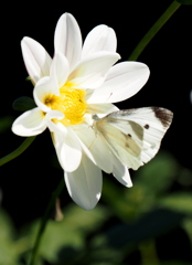 溶け込むように♪