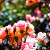 Flower Park