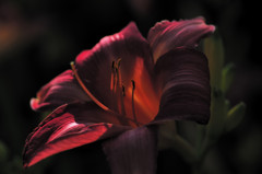 DSC_8822