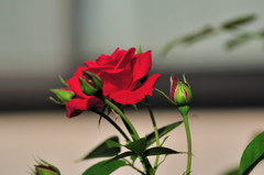 DSC_8838
