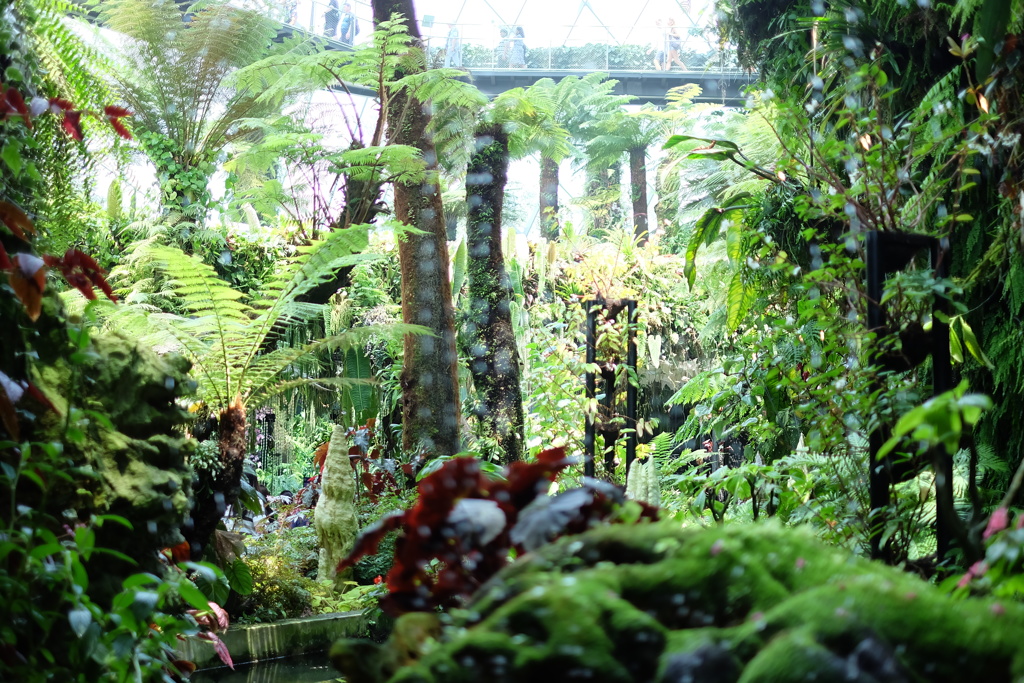 熱帯の植物園