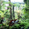 熱帯の植物園
